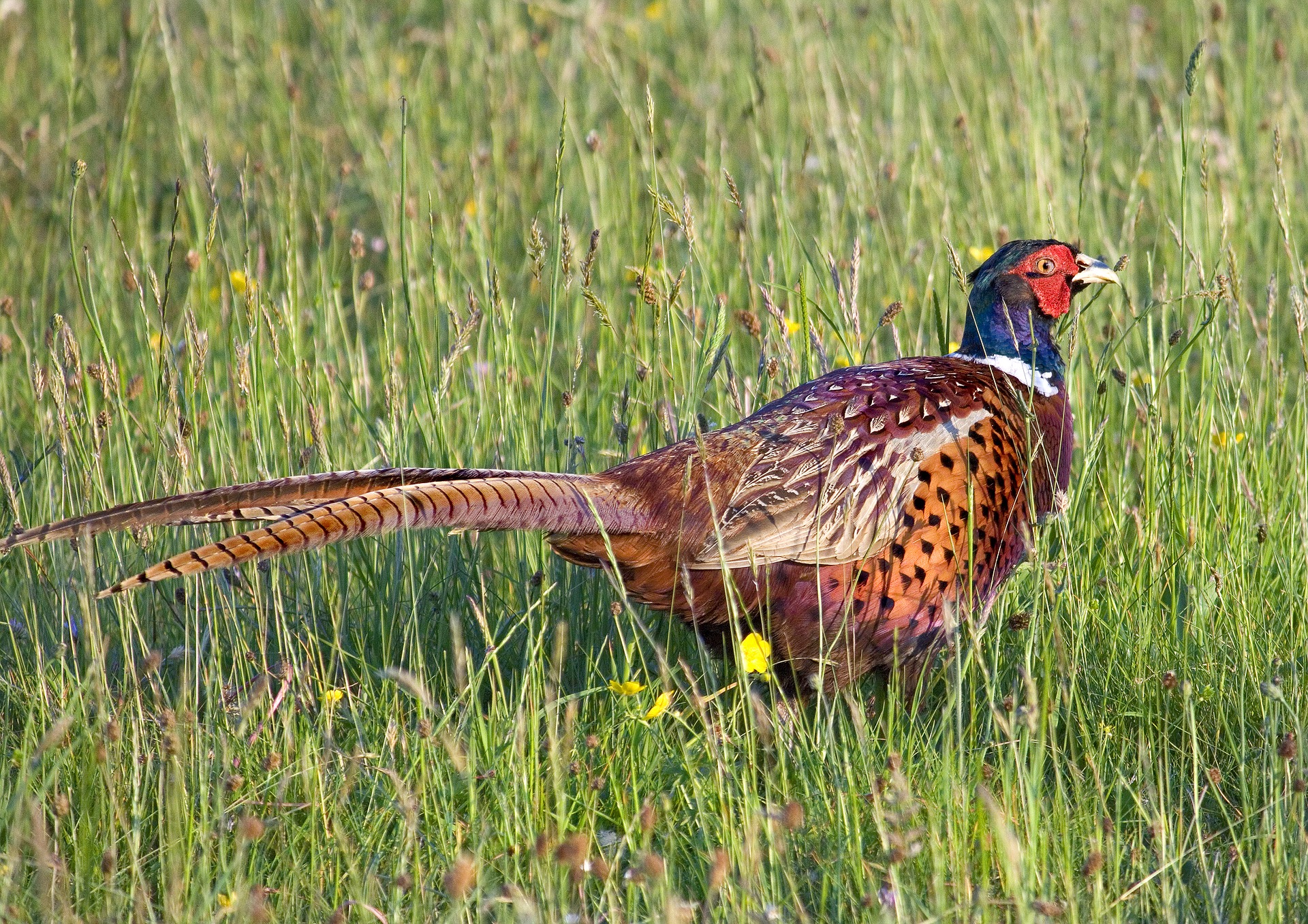 pheasant-2030937_1920
